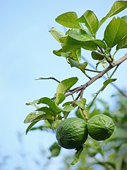 Citrus_aurantiifolia_by_Kadavoor.jpg