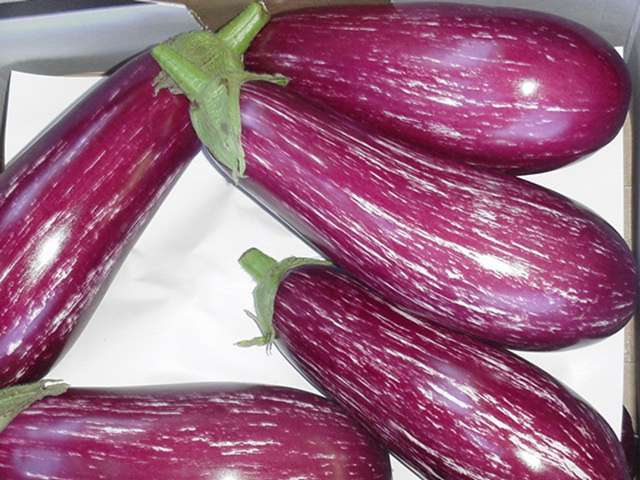 Holland_Eggplant.jpg