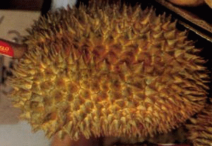 durian.gif